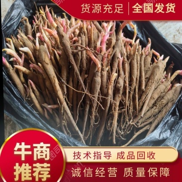 赤芍苗芍药苗基地直销成活率高产量高一手货源