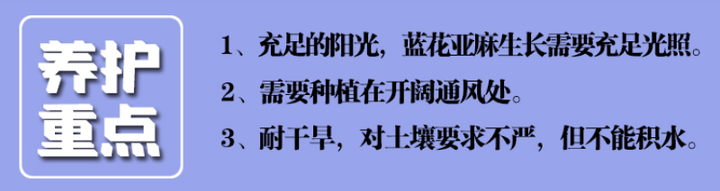 蓝花亚麻种子耐寒耐阴春秋播种多年生园林室外景观绿化种籽