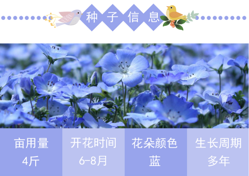 蓝花亚麻种子耐寒耐阴春秋播种多年生园林室外景观绿化种籽