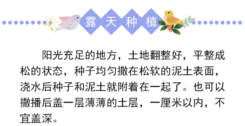 蓝花亚麻种子耐寒耐阴春秋播种多年生园林室外景观绿化种籽