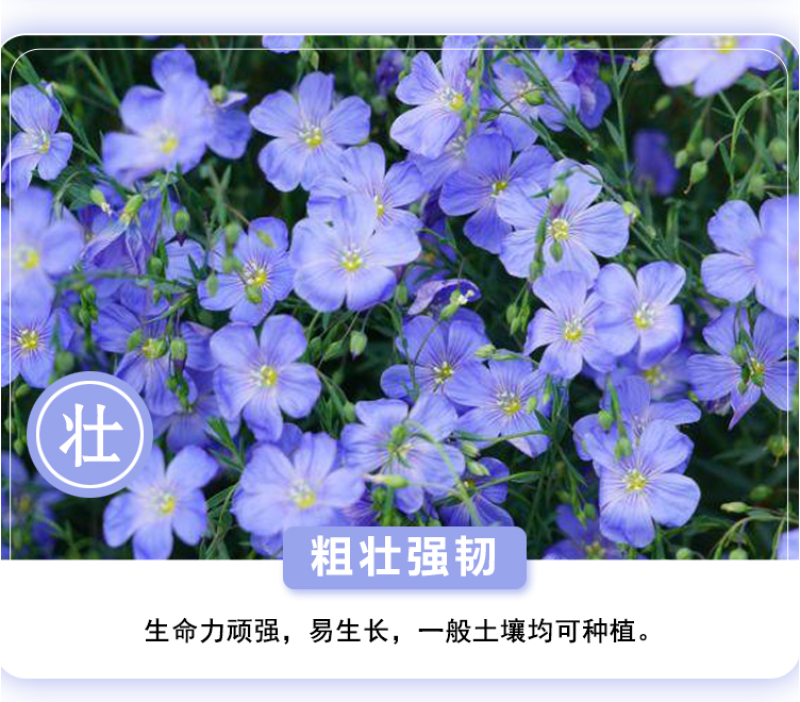 蓝花亚麻种子耐寒耐阴春秋播种多年生园林室外景观绿化种籽