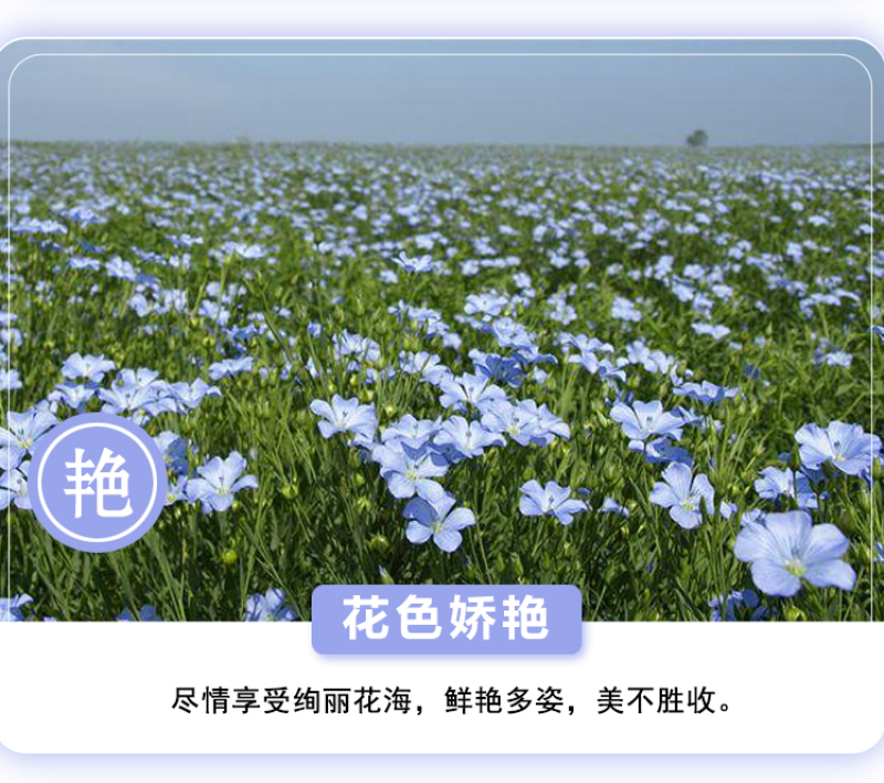 蓝花亚麻种子耐寒耐阴春秋播种多年生园林室外景观绿化种籽
