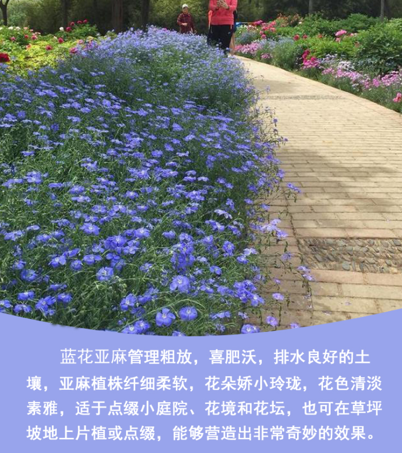 蓝花亚麻种子耐寒耐阴春秋播种多年生园林室外景观绿化种籽