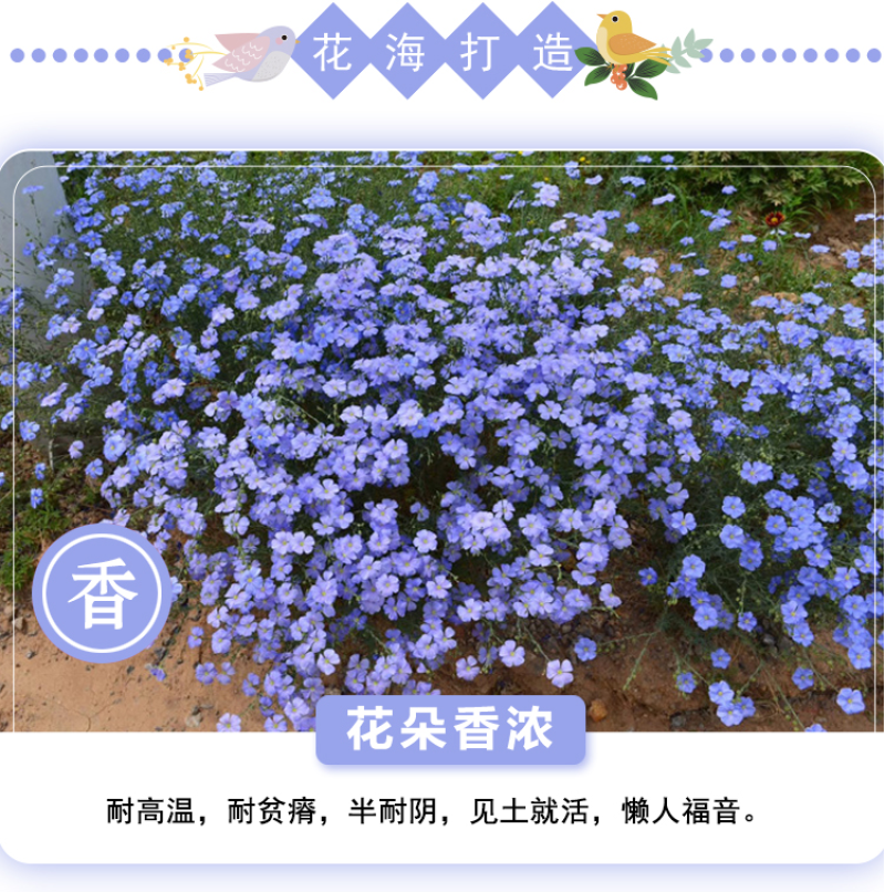 蓝花亚麻种子耐寒耐阴春秋播种多年生园林室外景观绿化种籽