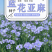 蓝花亚麻种子耐寒耐阴春秋播种多年生园林室外景观绿化种籽