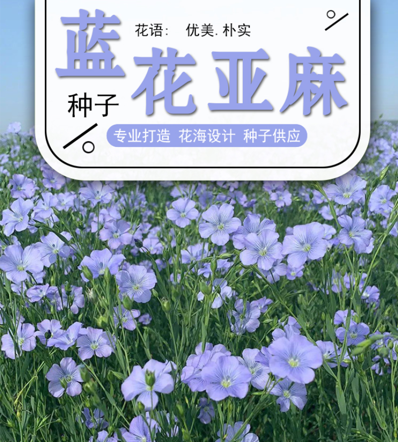 蓝花亚麻种子耐寒耐阴春秋播种多年生园林室外景观绿化种籽
