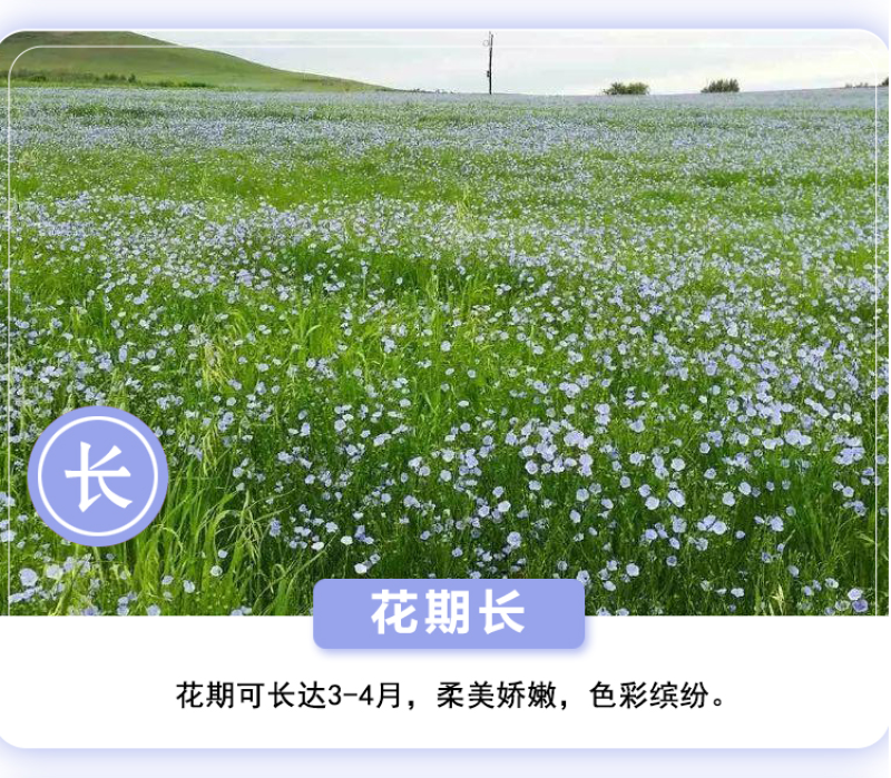 蓝花亚麻种子耐寒耐阴春秋播种多年生园林室外景观绿化种籽