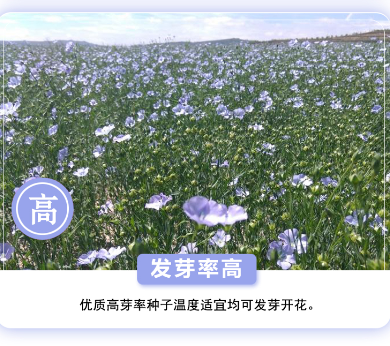 蓝花亚麻种子耐寒耐阴春秋播种多年生园林室外景观绿化种籽