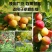 [标题]十三元素，生根壮苗，纠正缺素，十三种元素一次补齐