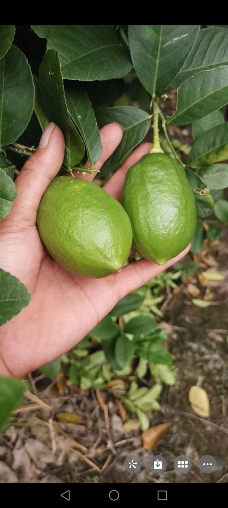 香水柠檬