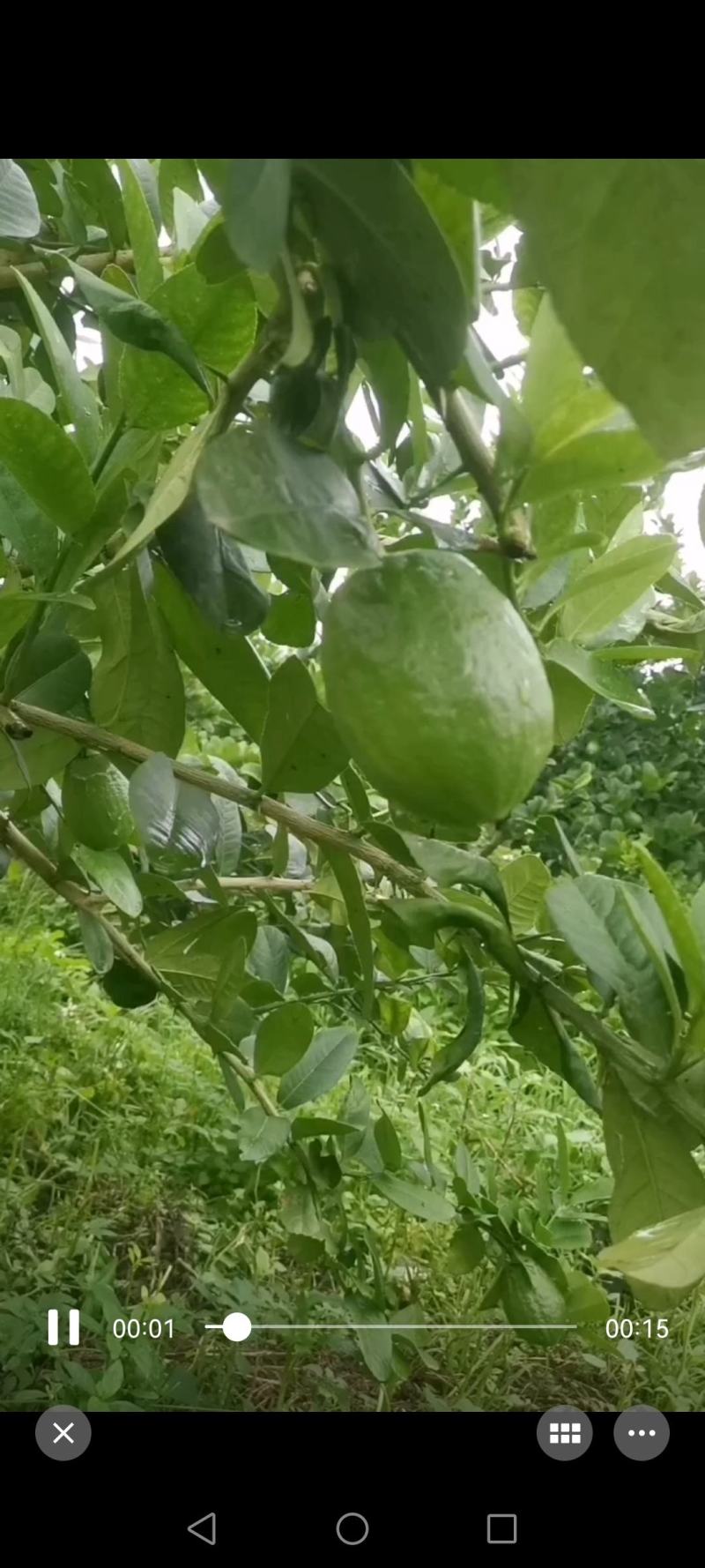 香水柠檬