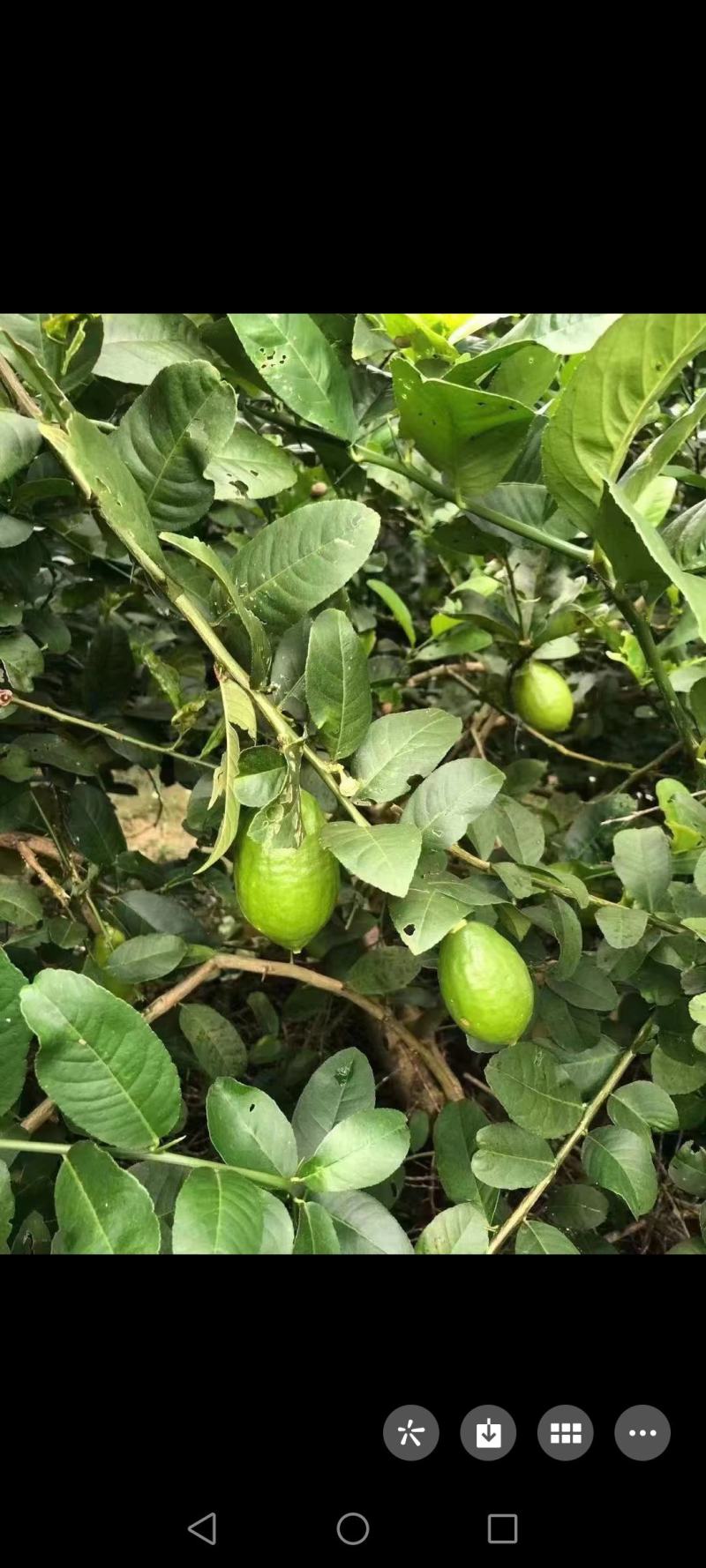 香水柠檬