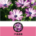 南非万寿菊种子蓝目菊非洲菊种子耐寒景观园林庭院花卉四季花
