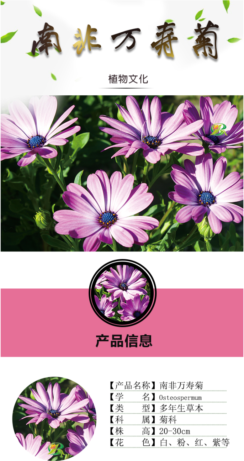 南非万寿菊种子蓝目菊非洲菊种子耐寒景观园林庭院花卉四季花
