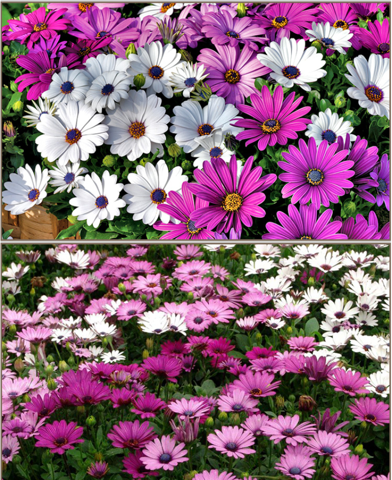 南非万寿菊种子蓝目菊非洲菊种子耐寒景观园林庭院花卉四季花