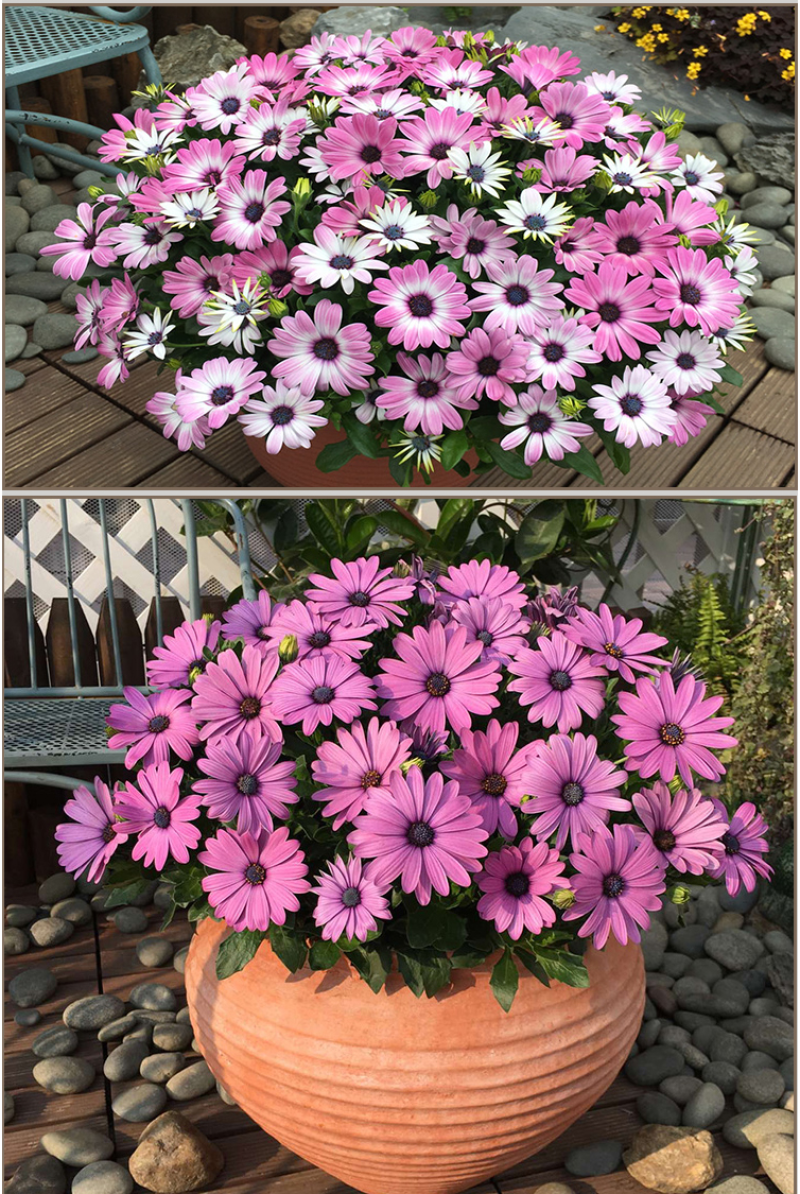 南非万寿菊种子蓝目菊非洲菊种子耐寒景观园林庭院花卉四季花