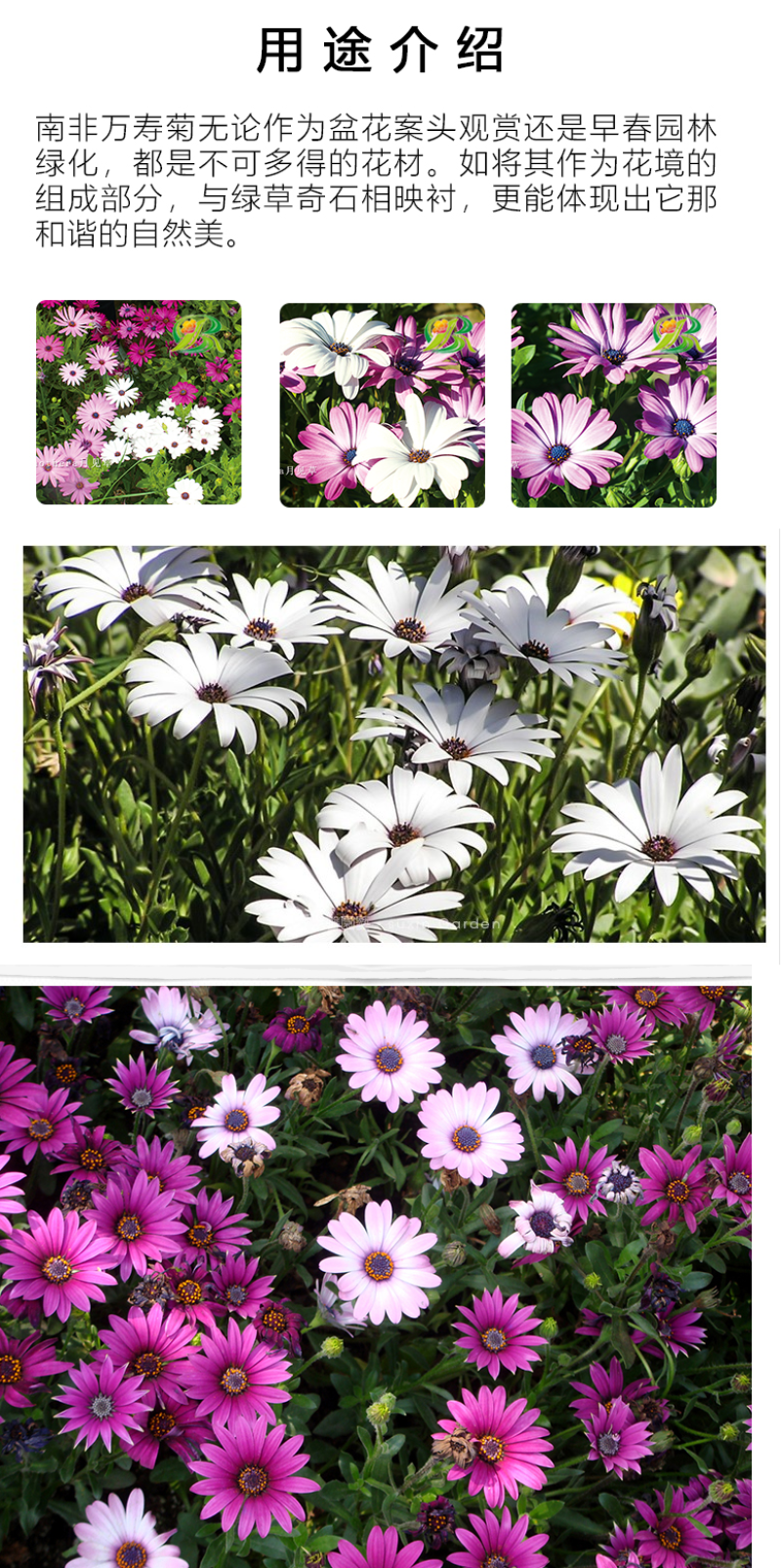 南非万寿菊种子蓝目菊非洲菊种子耐寒景观园林庭院花卉四季花