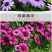 南非万寿菊种子蓝目菊非洲菊种子耐寒景观园林庭院花卉四季花
