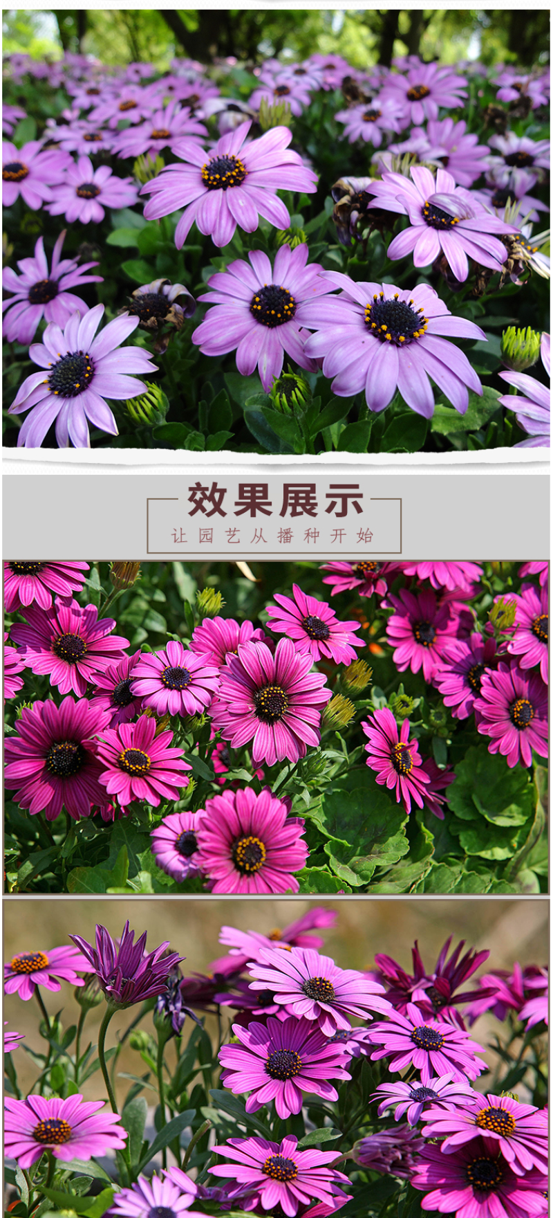 南非万寿菊种子蓝目菊非洲菊种子耐寒景观园林庭院花卉四季花