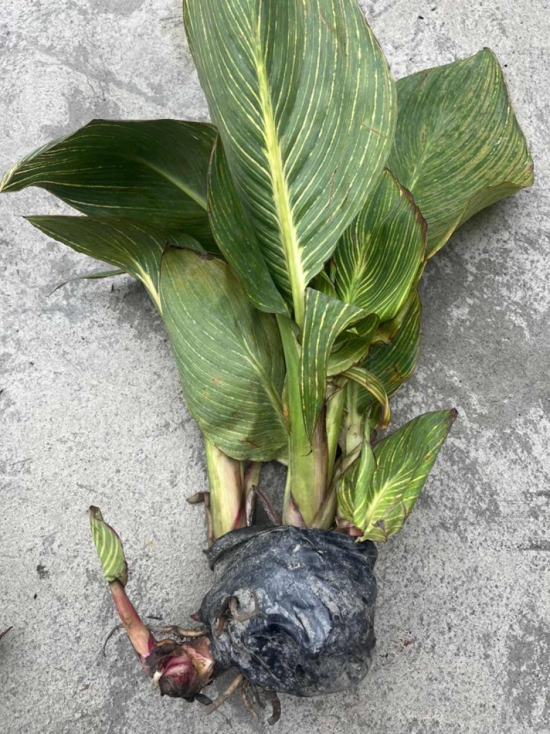 花叶美人蕉开花效果，成都美人蕉基地，花叶美人蕉种植户价格