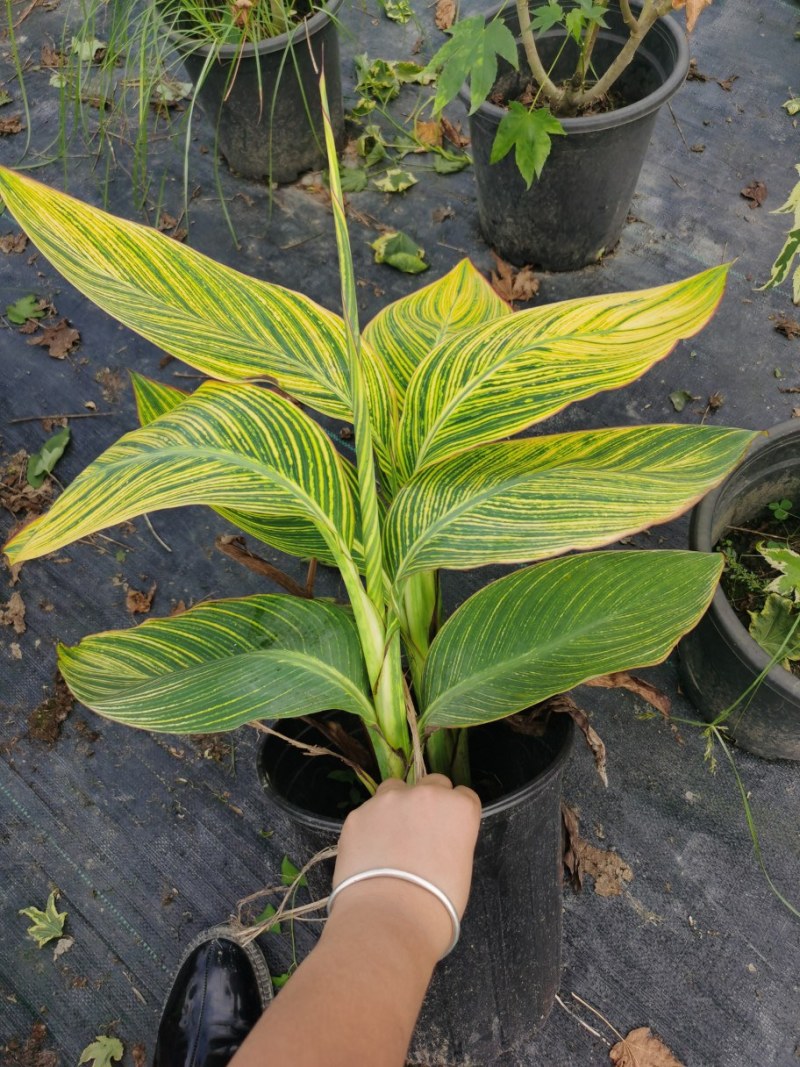 花叶美人蕉开花效果，成都美人蕉基地，花叶美人蕉种植户价格