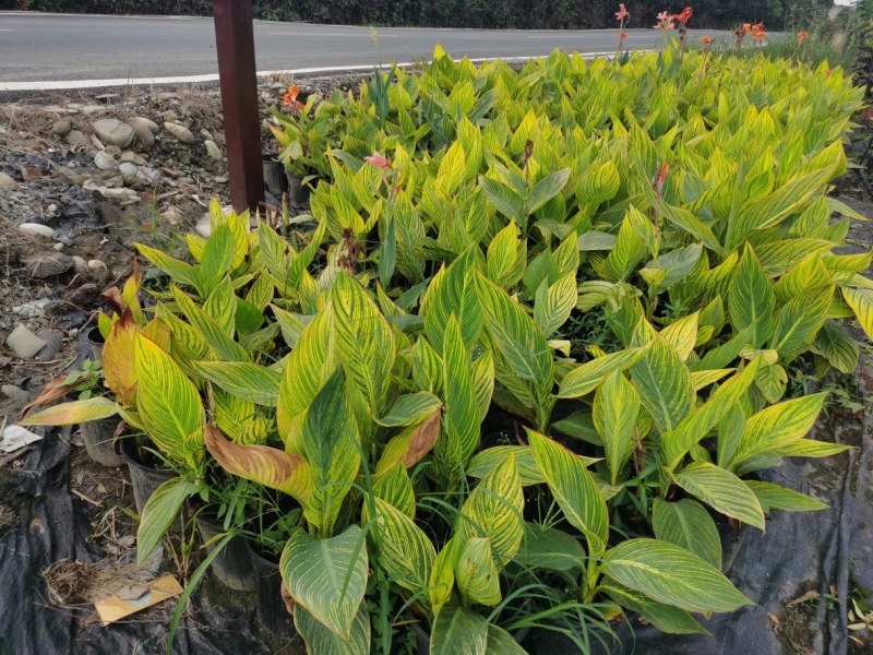 花叶美人蕉开花效果，成都美人蕉基地，花叶美人蕉种植户价格