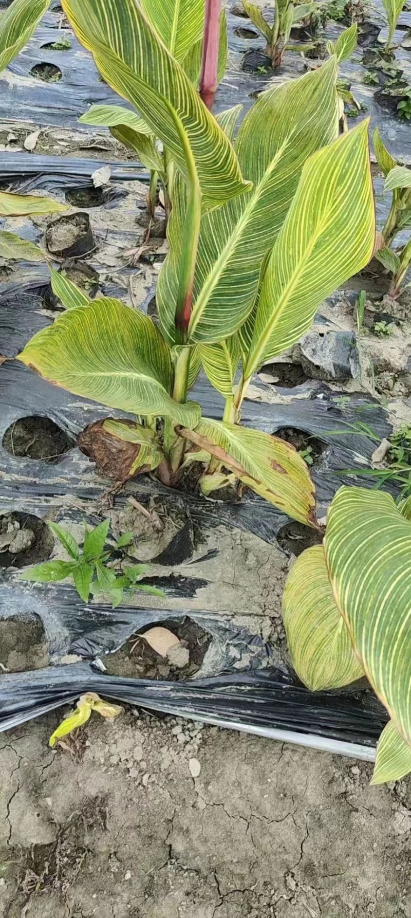 花叶美人蕉开花效果，成都美人蕉基地，花叶美人蕉种植户价格