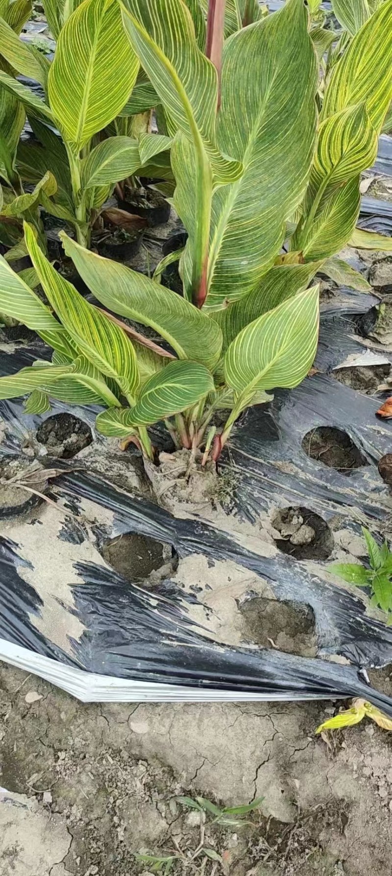 花叶美人蕉开花效果，成都美人蕉基地，花叶美人蕉种植户价格