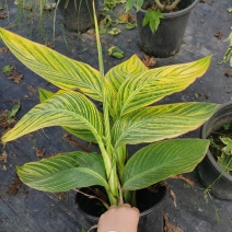 花叶美人蕉开花效果，成都美人蕉基地，花叶美人蕉种植户价格