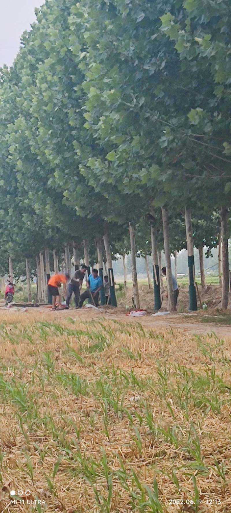 大量供应速生法桐8至20公分