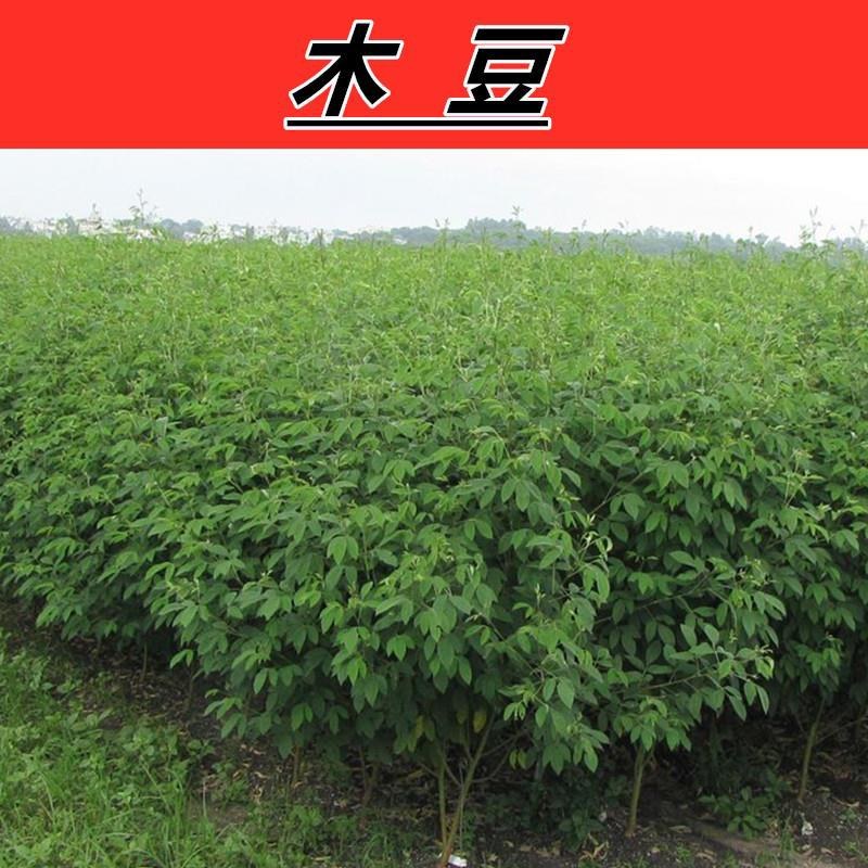 木豆种子豆蓉观音豆树豆柳豆绿化药材护坡灌木种籽多年生绿化