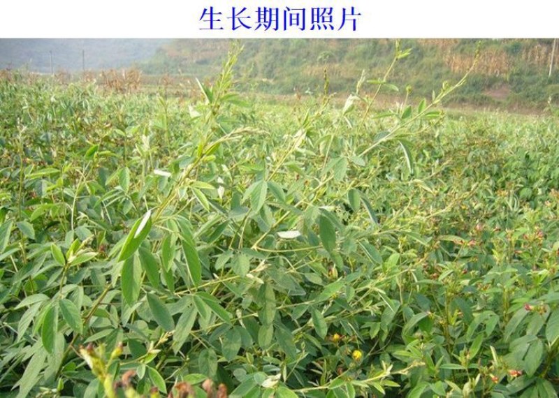 木豆种子豆蓉观音豆树豆柳豆绿化药材护坡灌木种籽多年生绿化