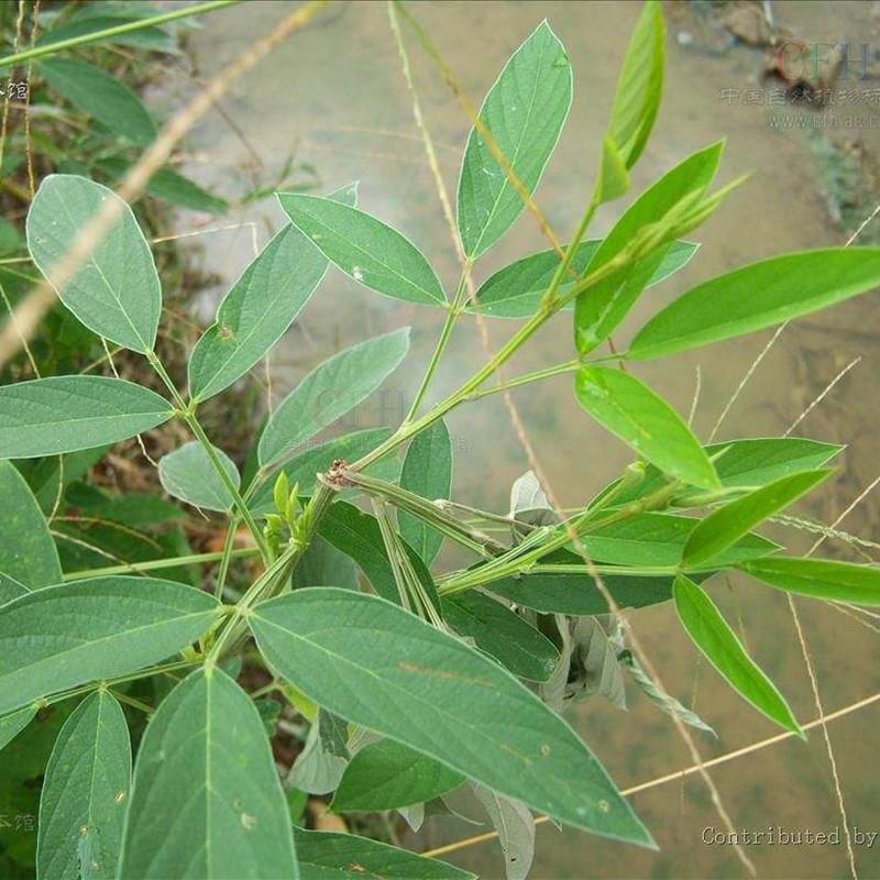 木豆种子豆蓉观音豆树豆柳豆绿化药材护坡灌木种籽多年生绿化