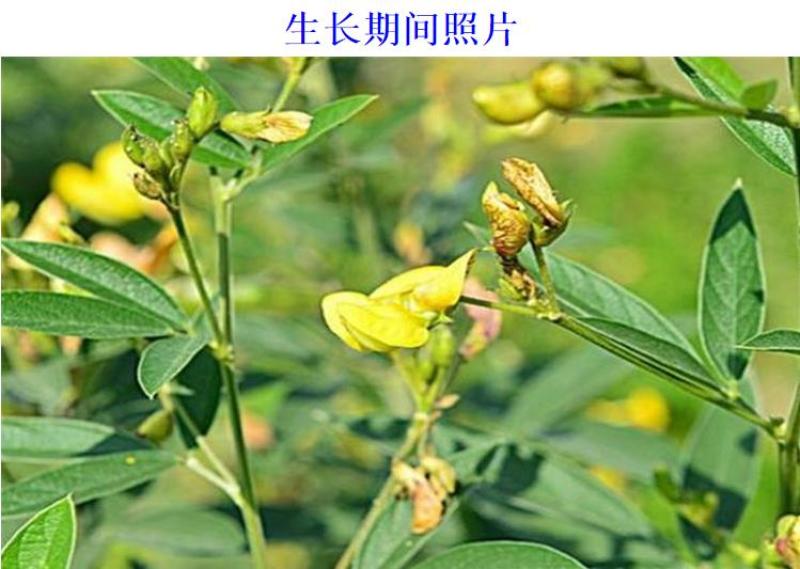 木豆种子豆蓉观音豆树豆柳豆绿化药材护坡灌木种籽多年生绿化