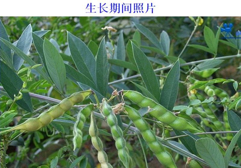 木豆种子豆蓉观音豆树豆柳豆绿化药材护坡灌木种籽多年生绿化