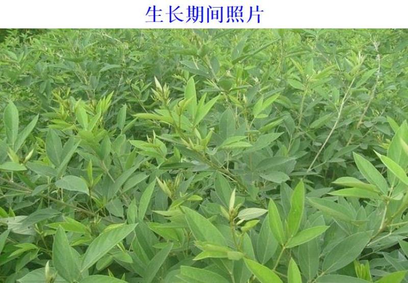 木豆种子豆蓉观音豆树豆柳豆绿化药材护坡灌木种籽多年生绿化