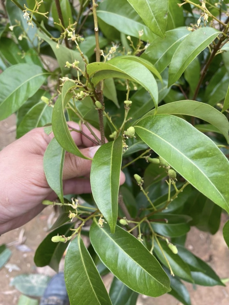岭丰糯荔枝带果
