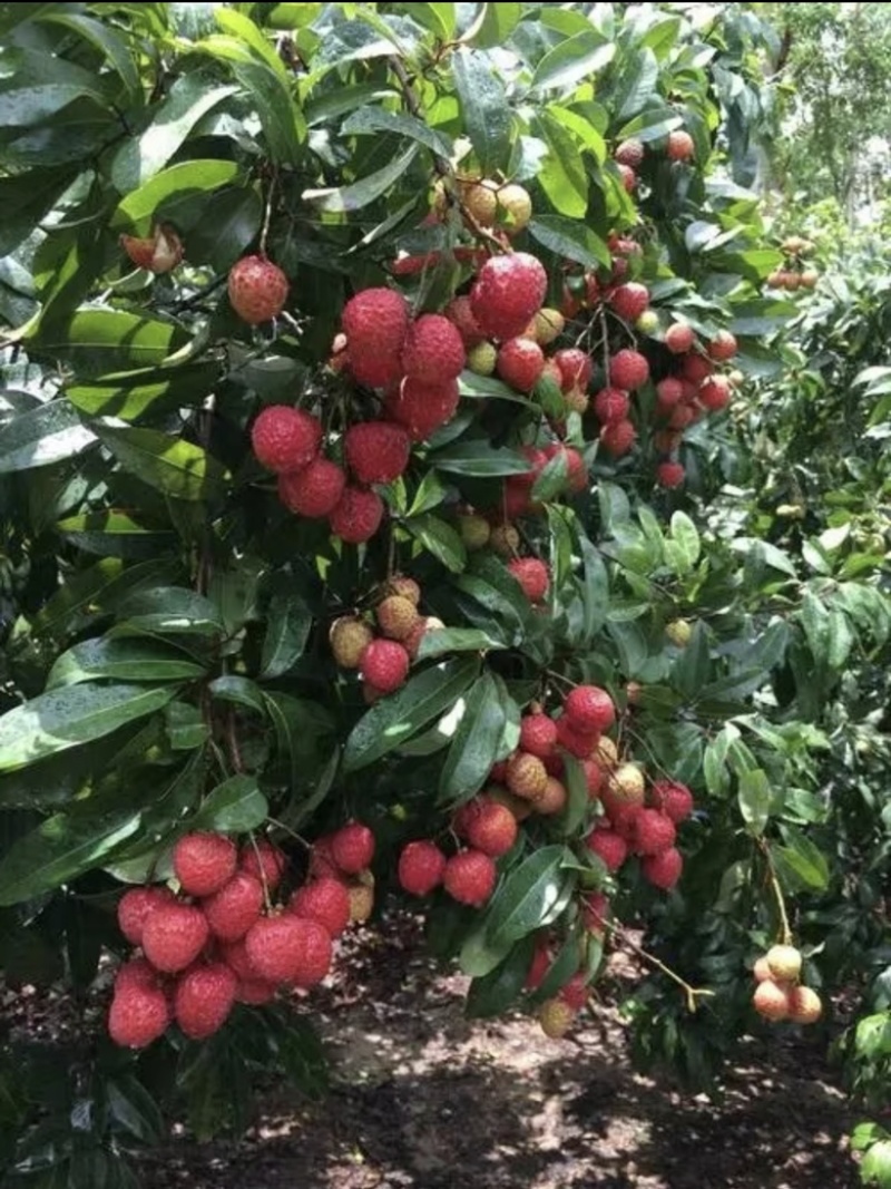 岭丰糯荔枝带果