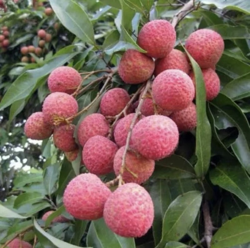 岭丰糯荔枝带果