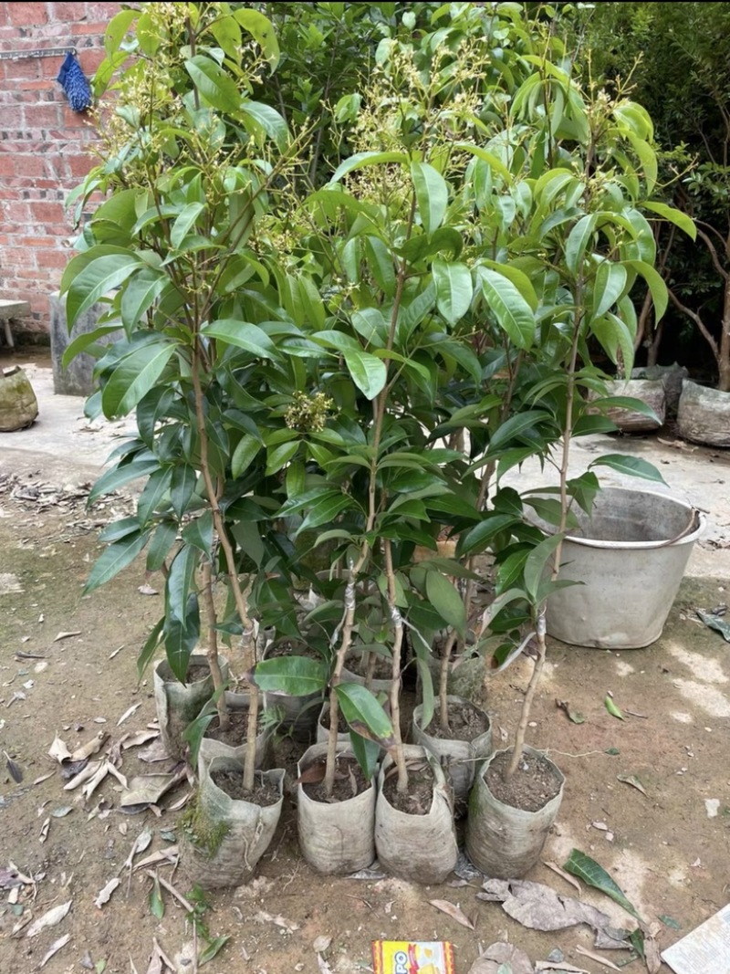 岭丰糯荔枝带果