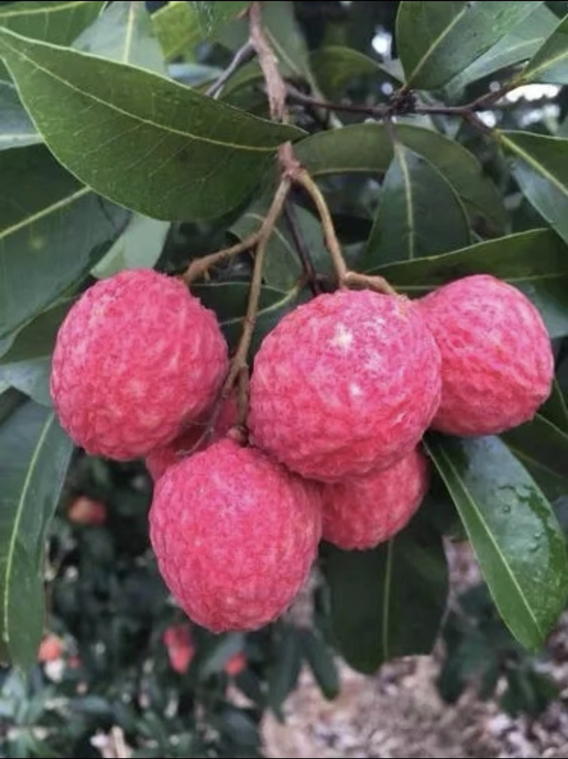岭丰糯荔枝带果