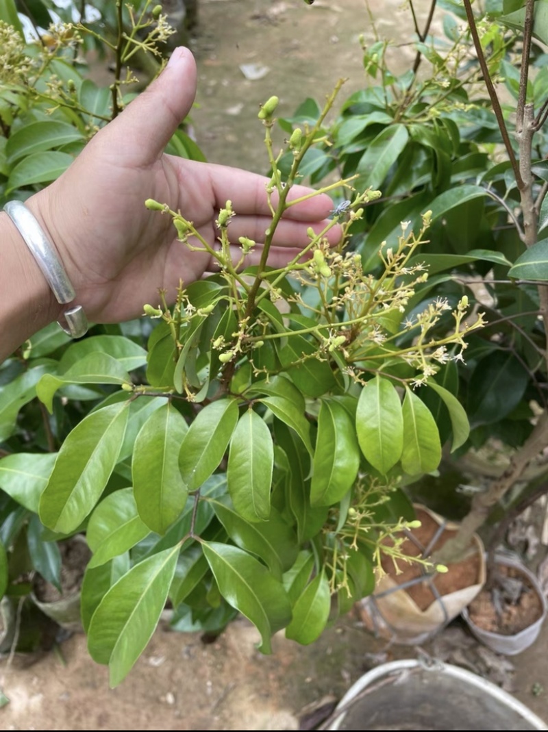 岭丰糯荔枝带果