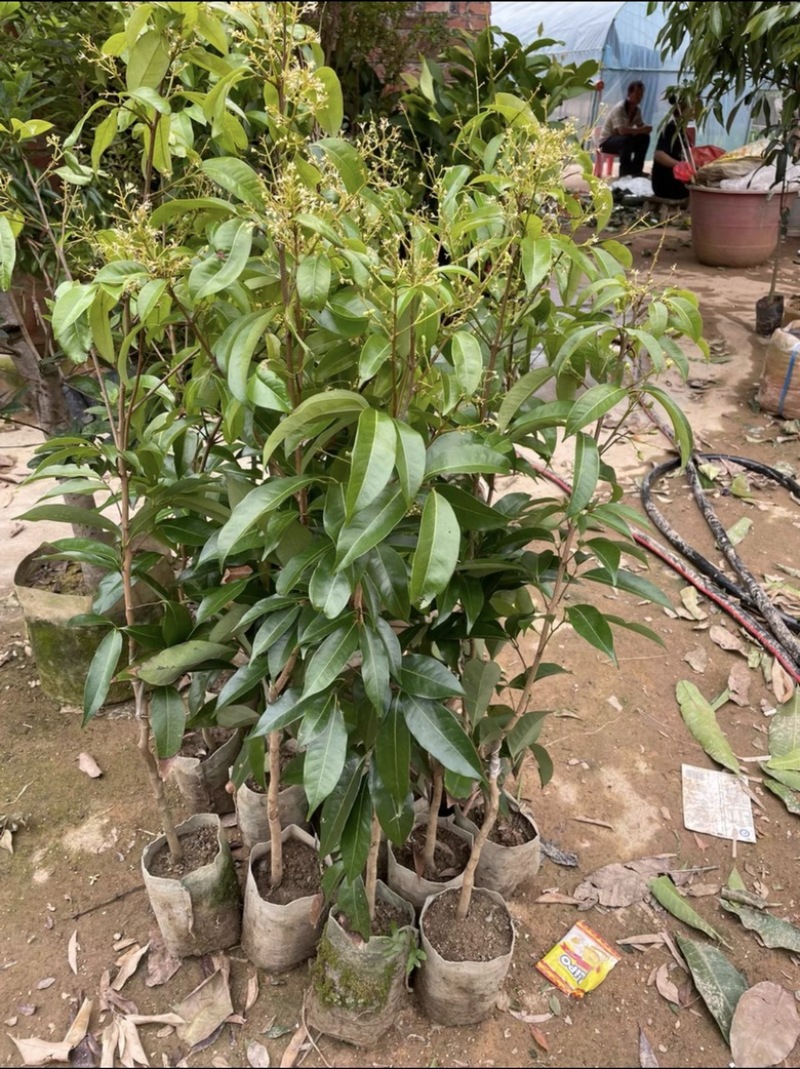岭丰糯荔枝带果