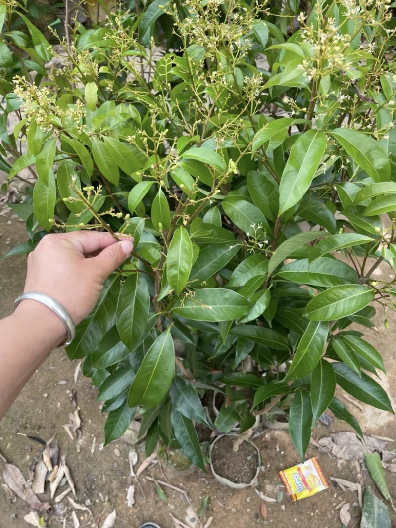 岭丰糯荔枝带果