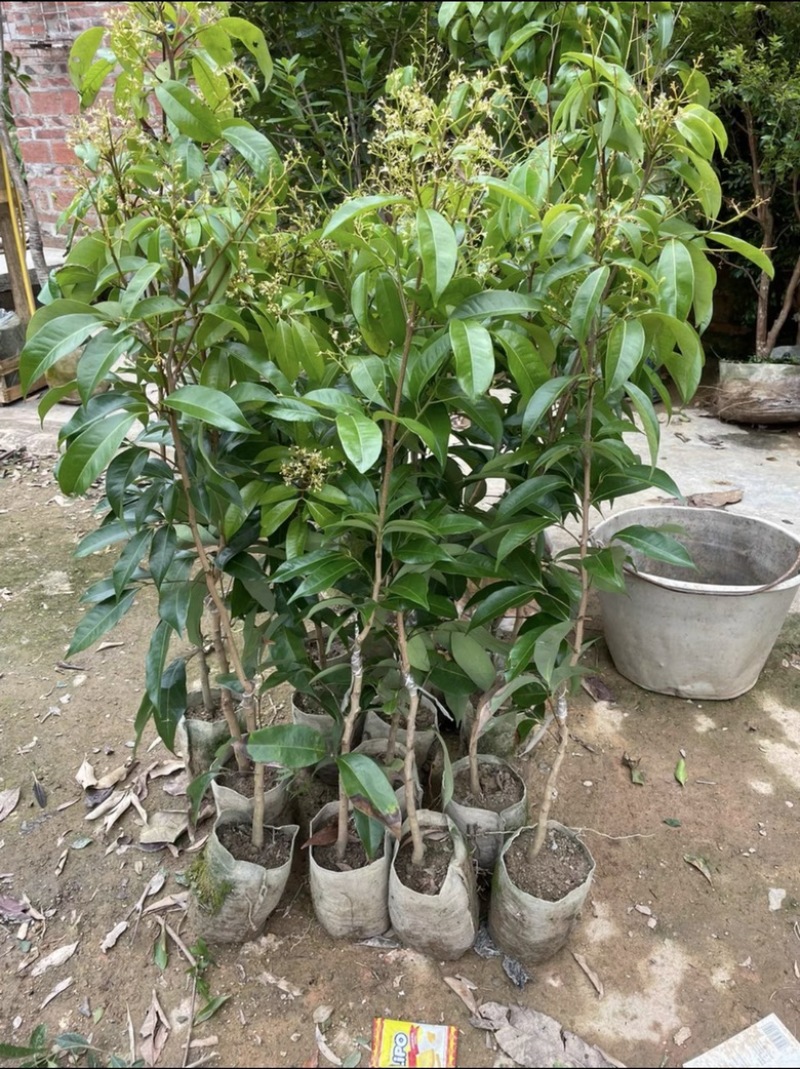 岭丰糯荔枝带果