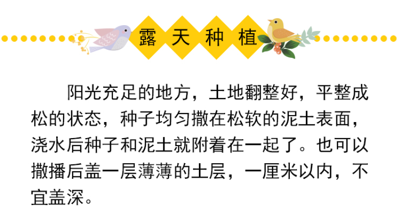 委陵菜种子阳台庭院盆栽室内易种花籽景观绿化地被花海