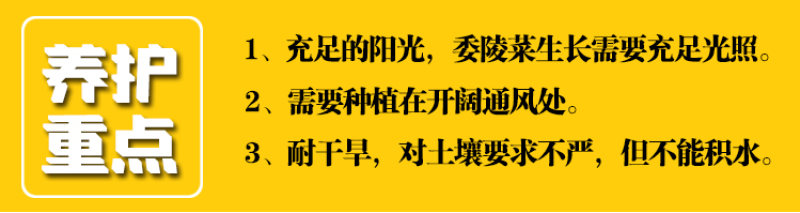 委陵菜种子阳台庭院盆栽室内易种花籽景观绿化地被花海