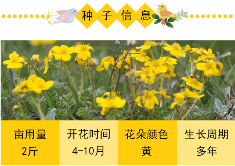 委陵菜种子阳台庭院盆栽室内易种花籽景观绿化地被花海