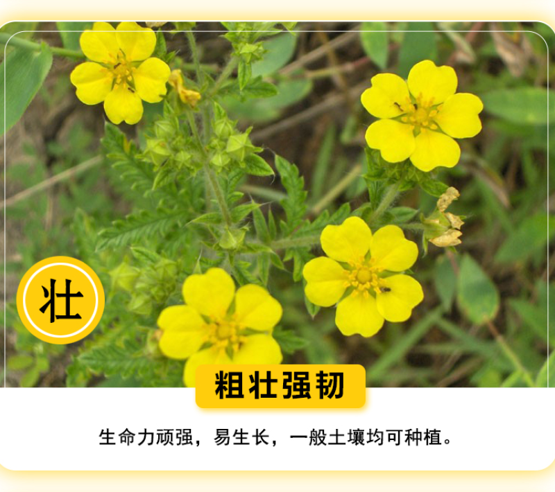 委陵菜种子阳台庭院盆栽室内易种花籽景观绿化地被花海