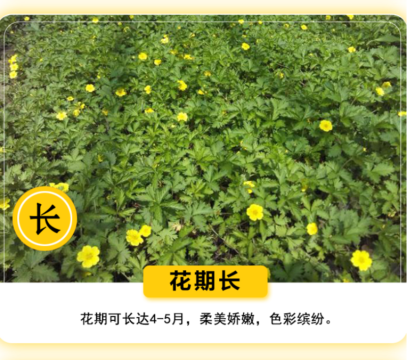 委陵菜种子阳台庭院盆栽室内易种花籽景观绿化地被花海